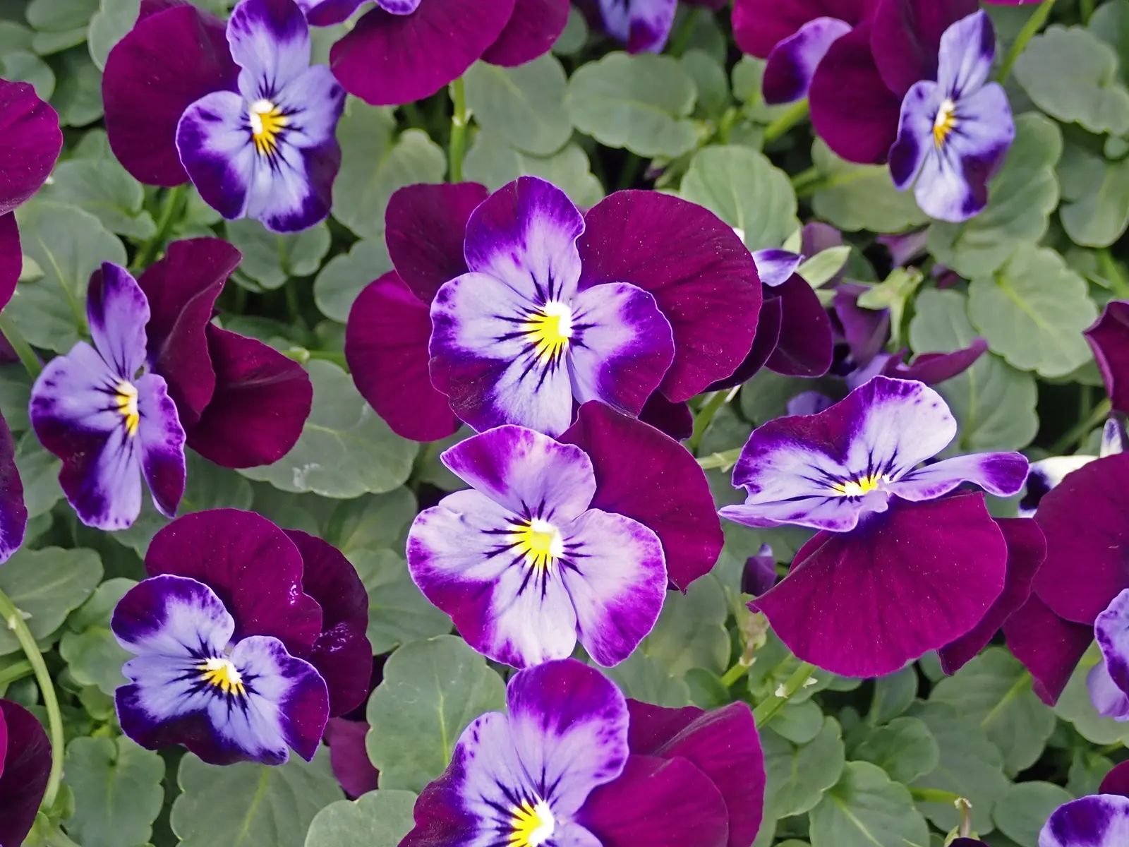 Johnny Jump Up (Viola Tricolor) — The Johnny Jump Up (Viola tricolor) is an endearing, self-seeding perennial; it flourishes in full to partial sun, image 51