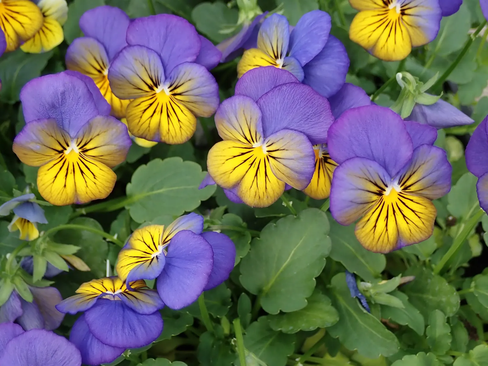Johnny Jump Up (Viola Tricolor) — whimsical tapestry when interplanted with bulbs or other low-growing perennials; it adds a splash of charming, image 112