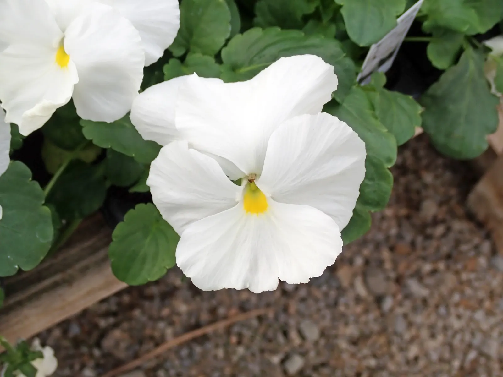 Johnny Jump Up (Viola Tricolor) — for those with a penchant for inviting wildlife into their garden