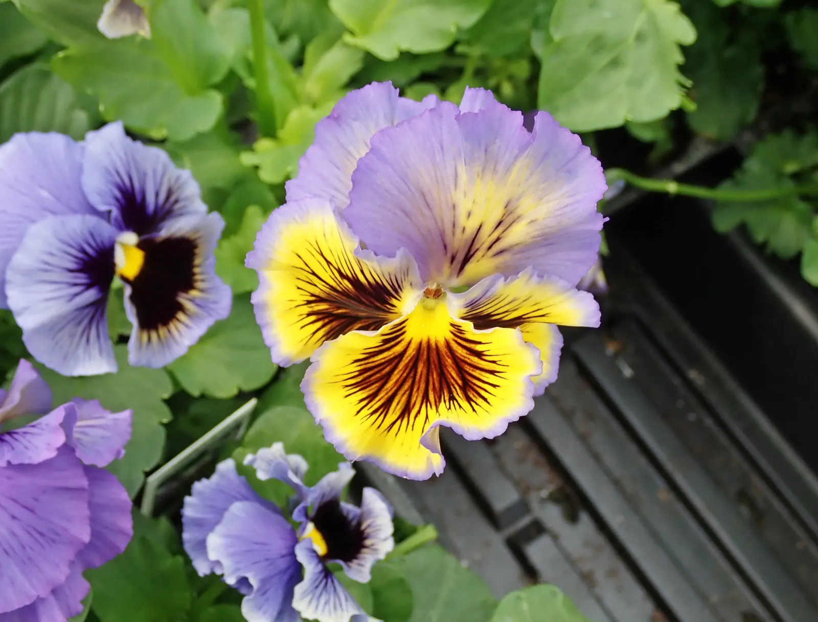 Johnny Jump Up (Viola Tricolor) — Johnny Jump Ups are resilient and can perform well in a variety of climates; tricolor blooms that typically, image 116