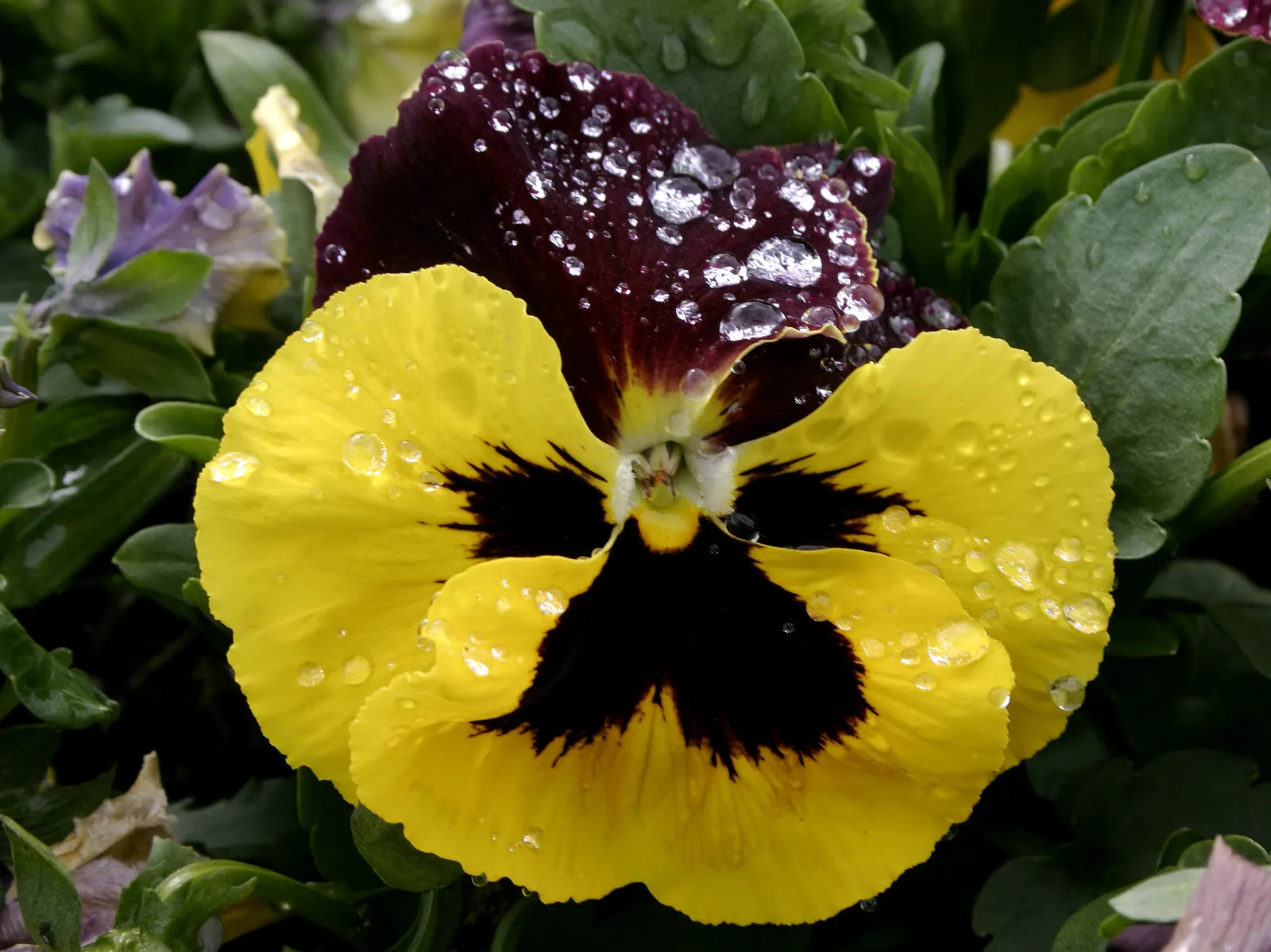 Johnny Jump Up (Viola Tricolor) — it adds a splash of charming; and if deadheaded regularly, image 106