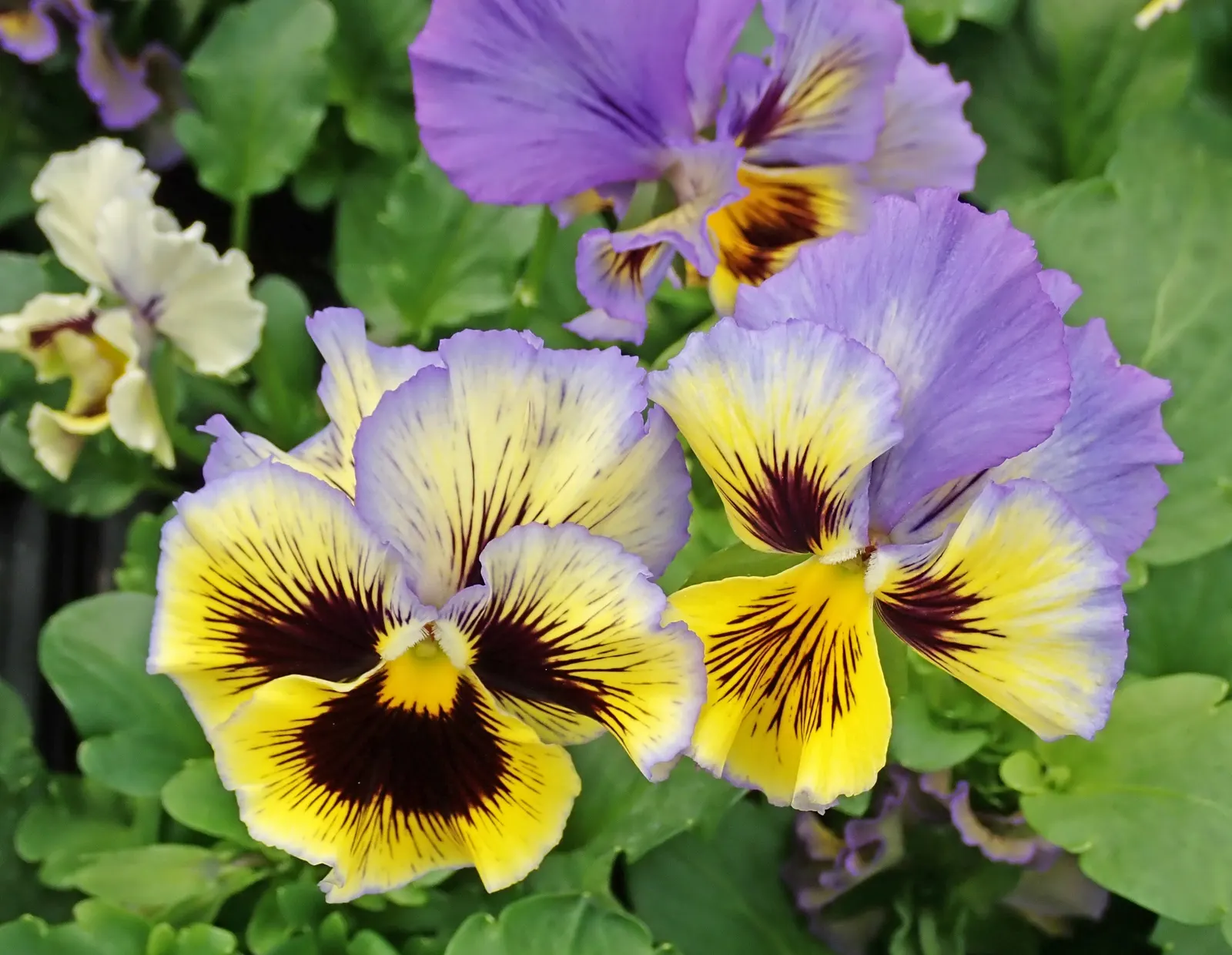 Johnny Jump Up (Viola Tricolor) — adding an extra layer of life and movement to the outdoor space; the Johnny Jump Up (Viola tricolor) is an, image 97