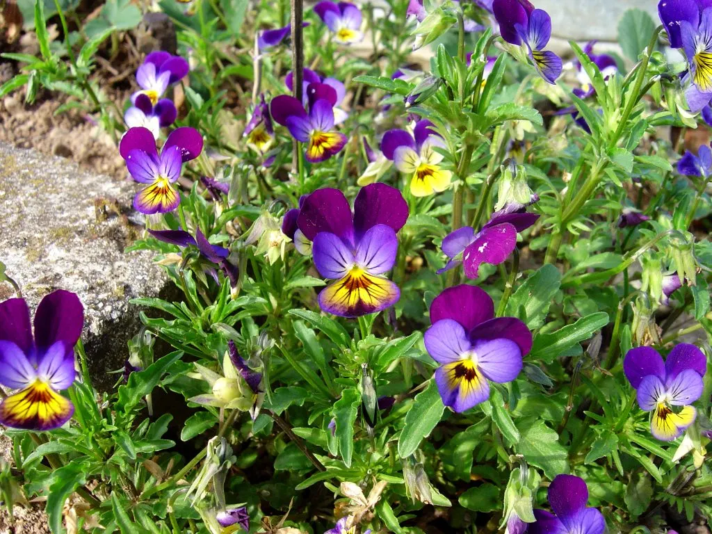Johnny Jump Up (Viola Tricolor) — It boasts tri-colored, velvety petals in purple, yellow, and white; or for creating a natural