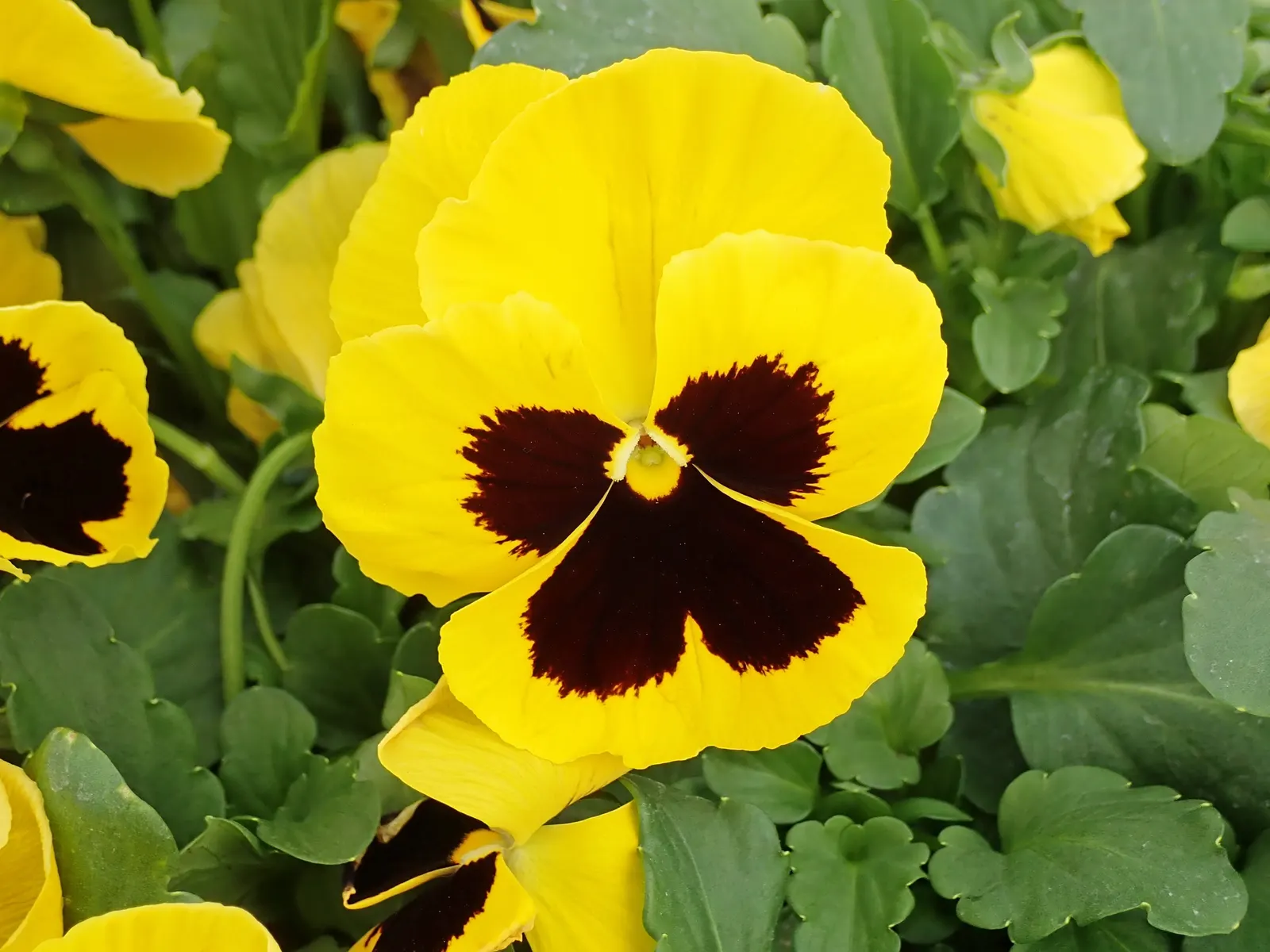 Johnny Jump Up (Viola Tricolor) — but they do enjoy a cooler environment.<br><br>For the client; johnny Jump Ups are resilient and can perform well, image 142