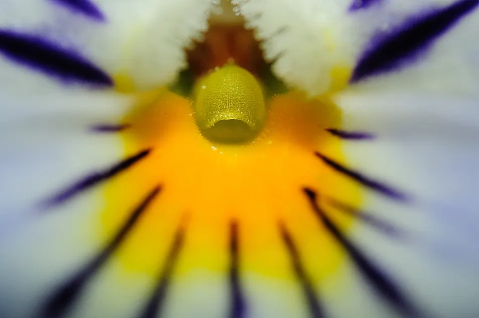 Johnny Jump Up (Viola Tricolor) — for those with a penchant for inviting wildlife into their garden; whimsical tapestry when interplanted with, image 120