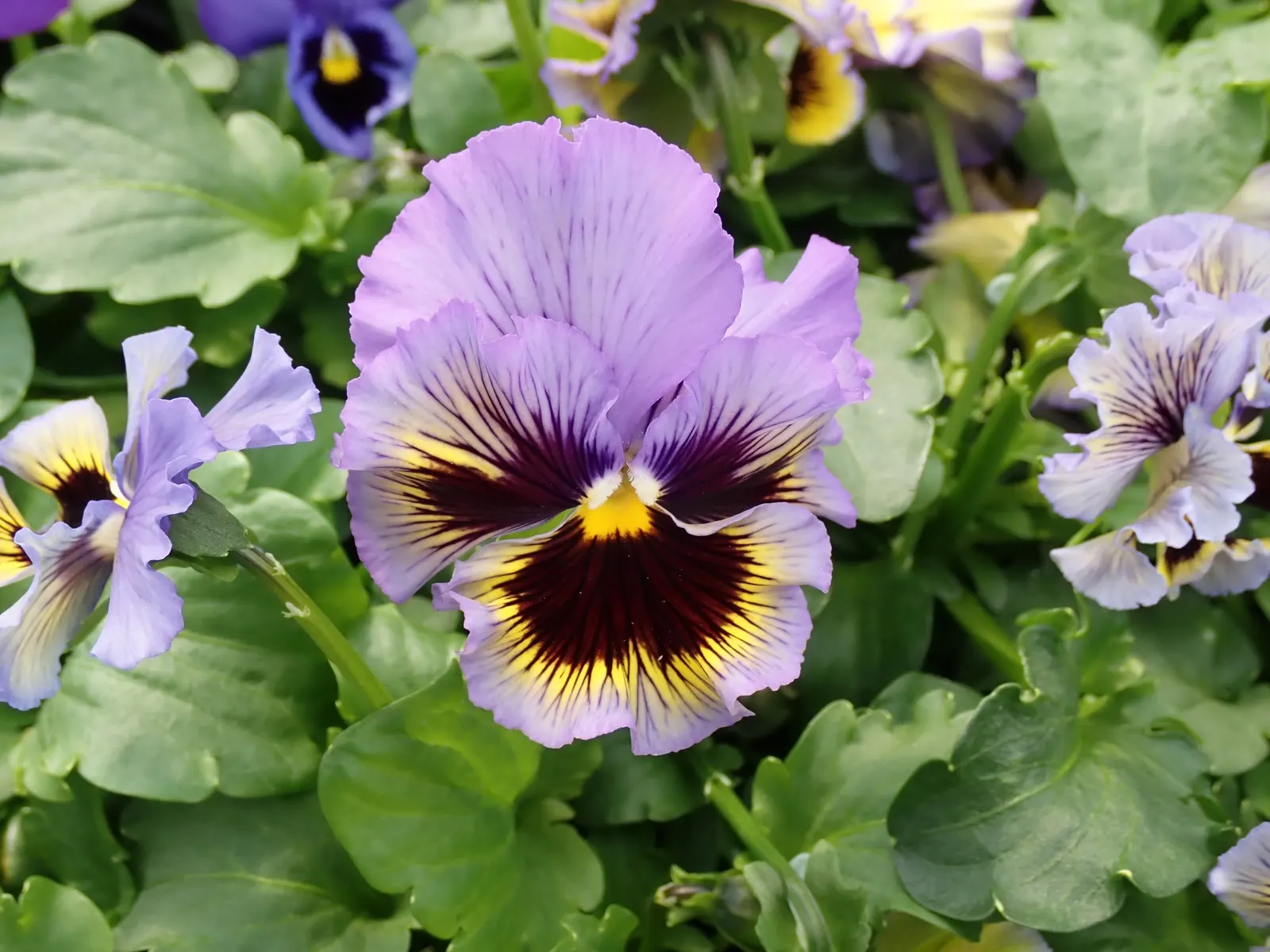 Johnny Jump Up (Viola Tricolor) — whimsical tapestry when interplanted with bulbs or other low-growing perennials; it adds a splash of charming, image 87