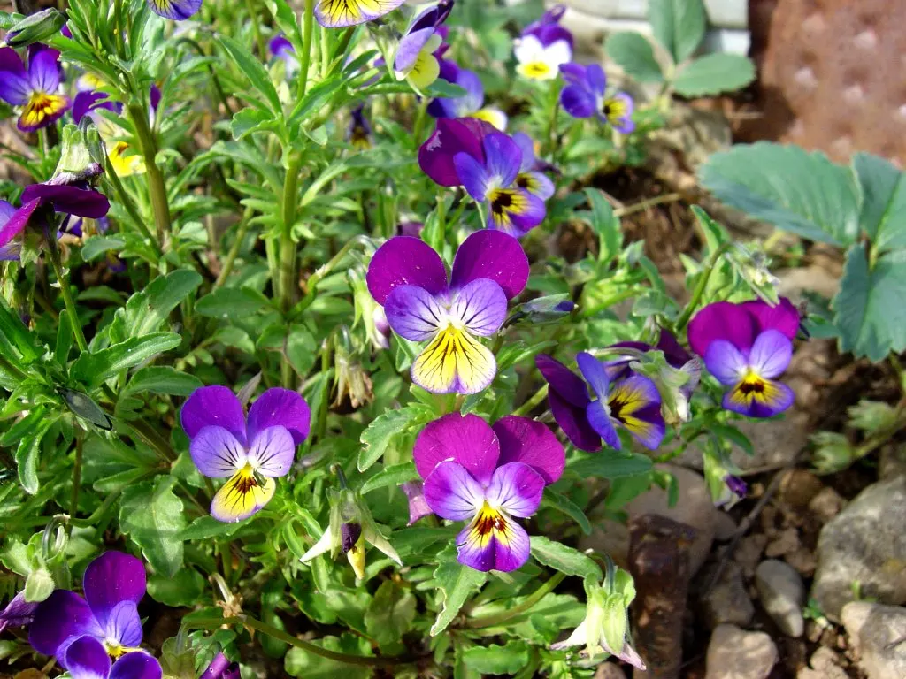 Johnny Jump Up (Viola Tricolor) — colorful appearance and low maintenance requirements make it an alluring addition to their garden; robust and, image 94