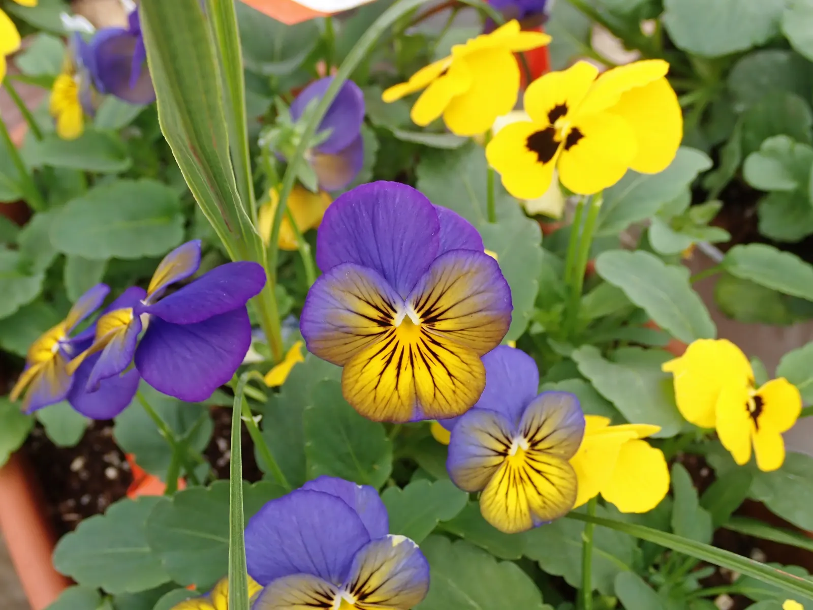 Johnny Jump Up (Viola Tricolor) — The Johnny Jump Up (Viola tricolor) is an endearing, self-seeding perennial; it flourishes in full to partial sun, image 101