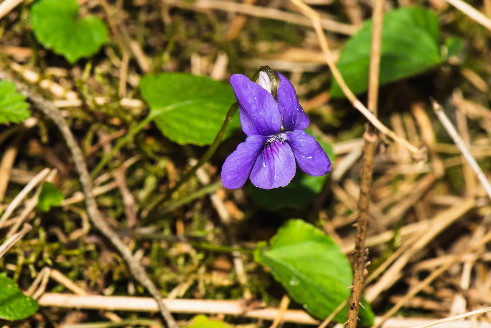 Johnny Jump Up (Viola Tricolor) — With a USDA hardiness zone range of 4 to 9