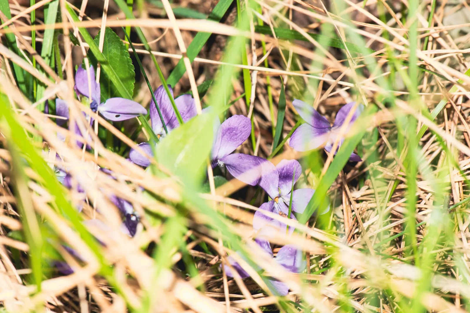 Johnny Jump Up (Viola Tricolor) — but they do enjoy a cooler environment.<br><br>For the client