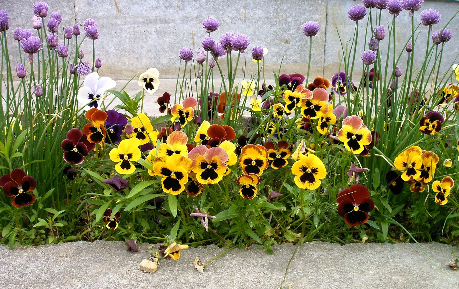 Johnny Jump Up (Viola Tricolor) — Robust and frost-tolerant; long-lasting blooms to borders and containers from spring to frost, image 130
