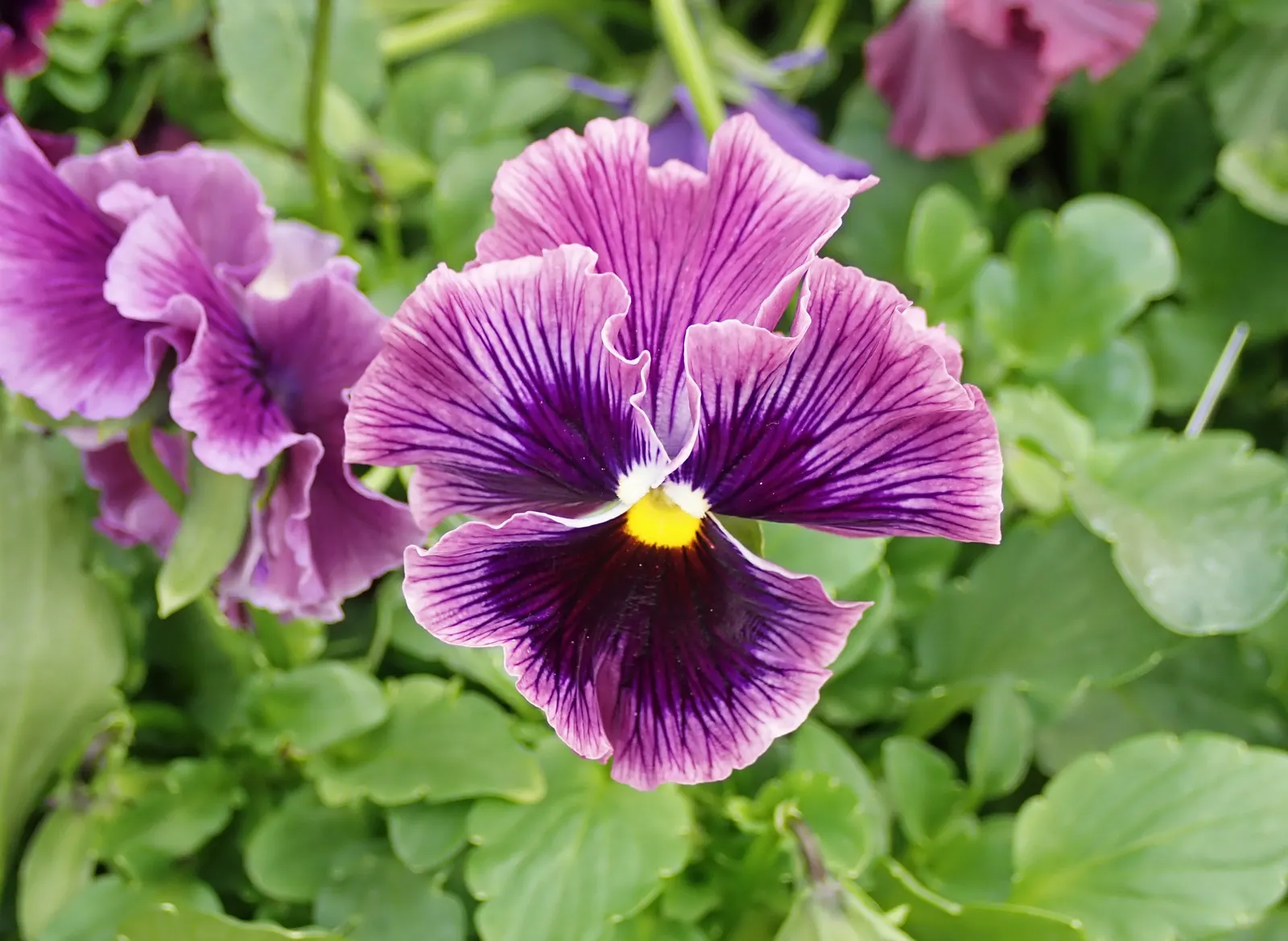Johnny Jump Up (Viola Tricolor) — for those with a penchant for inviting wildlife into their garden; whimsical tapestry when interplanted with bulbs or other