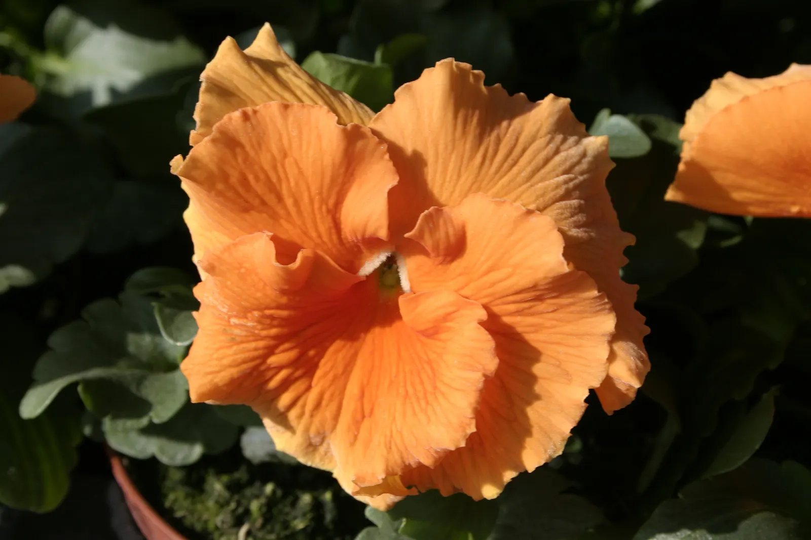 Johnny Jump Up (Viola Tricolor) — or for creating a natural; annual with multi-colored and yellow blooms, image 111