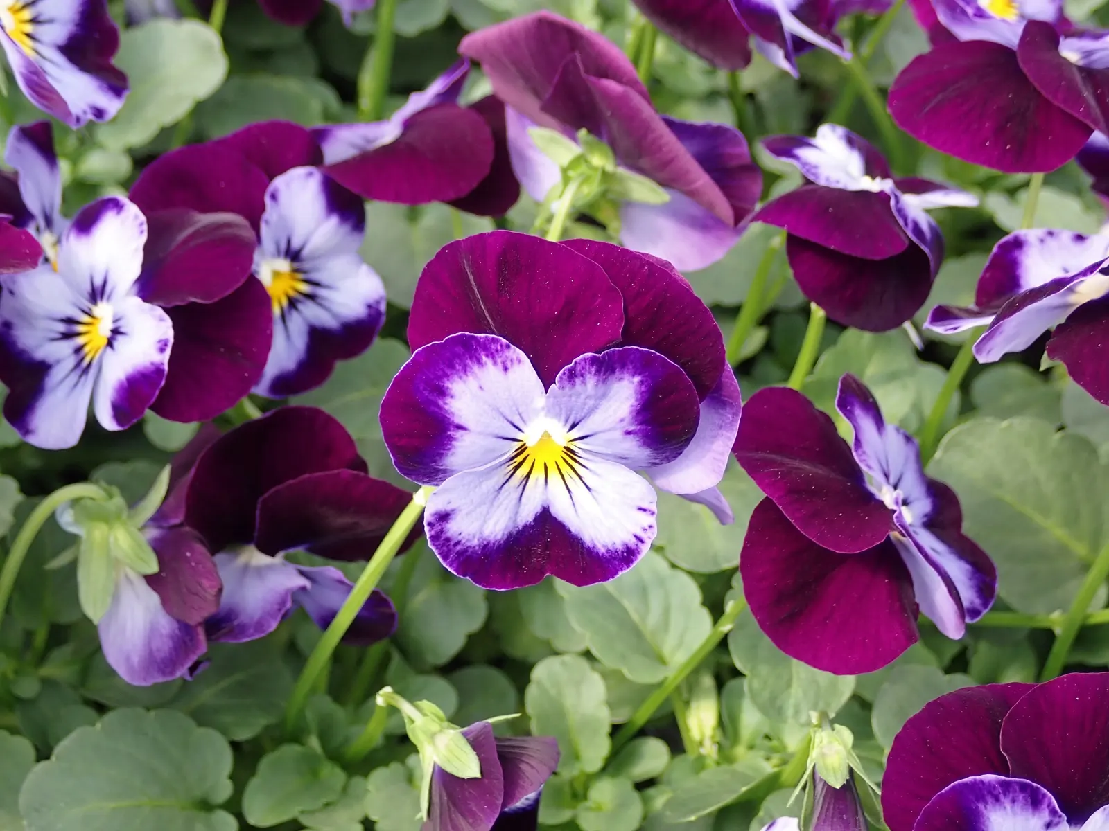 Johnny Jump Up (Viola Tricolor) — annual for shade; adding an extra layer of life and movement to the outdoor space