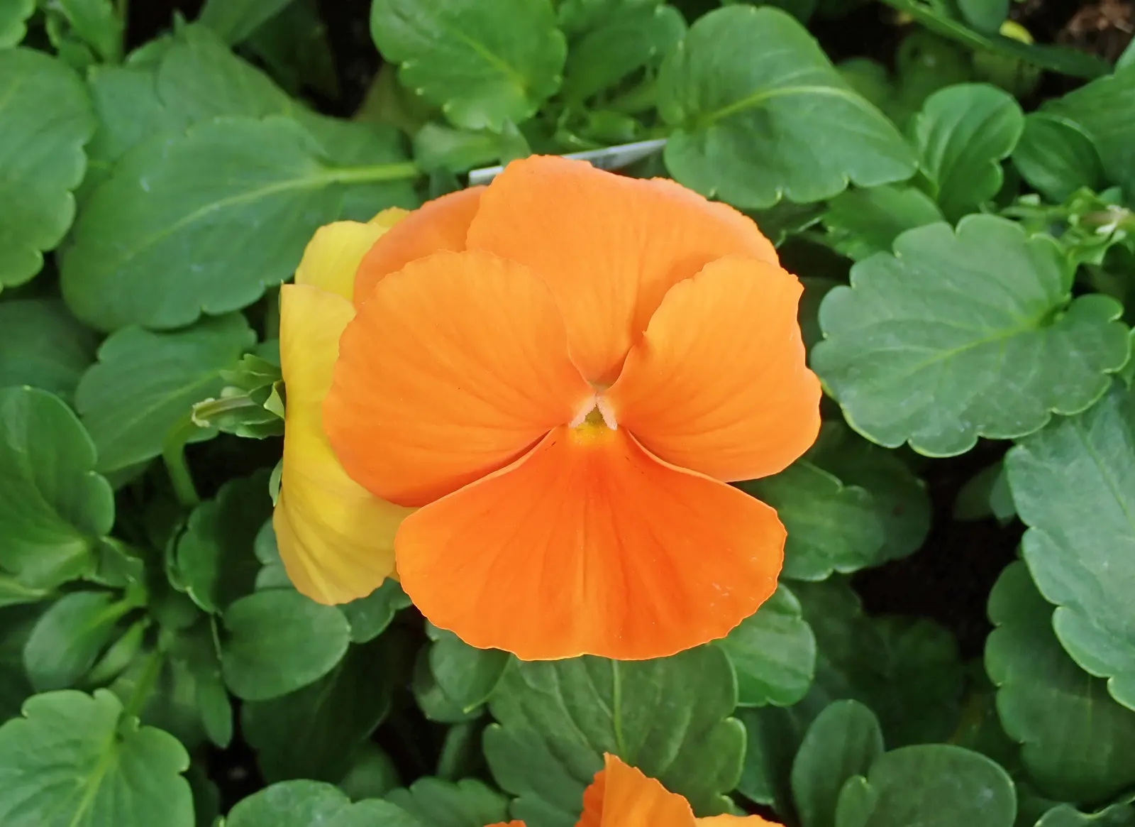 Johnny Jump Up (Viola Tricolor) — tricolor blooms that typically consist of purple; making it an excellent choice for edging