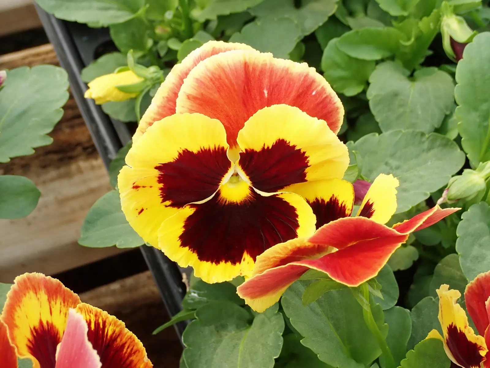 Johnny Jump Up (Viola Tricolor) — The Johnny Jump Up (Viola tricolor) is an endearing, self-seeding perennial; it flourishes in full to partial sun, image 126