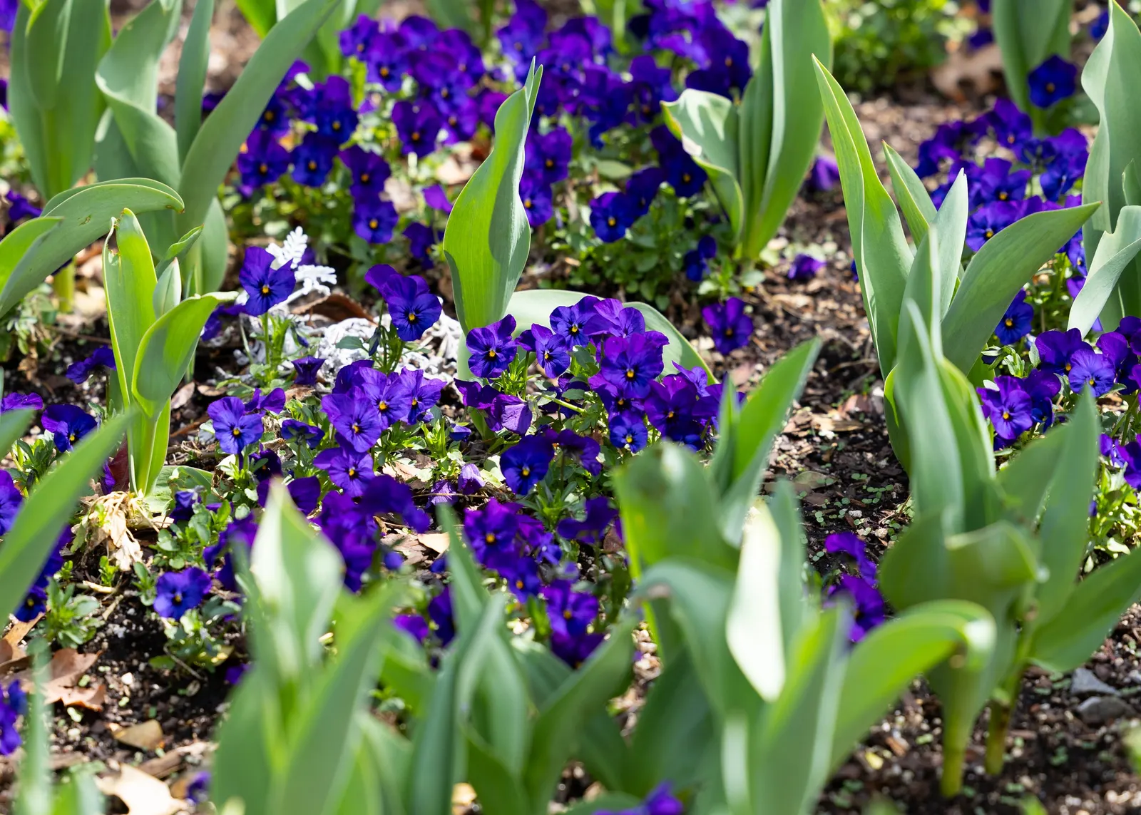 Johnny Jump Up (Viola Tricolor) — With a USDA hardiness zone range of 4 to 9; it boasts tri-colored, velvety petals in purple, yellow, and white