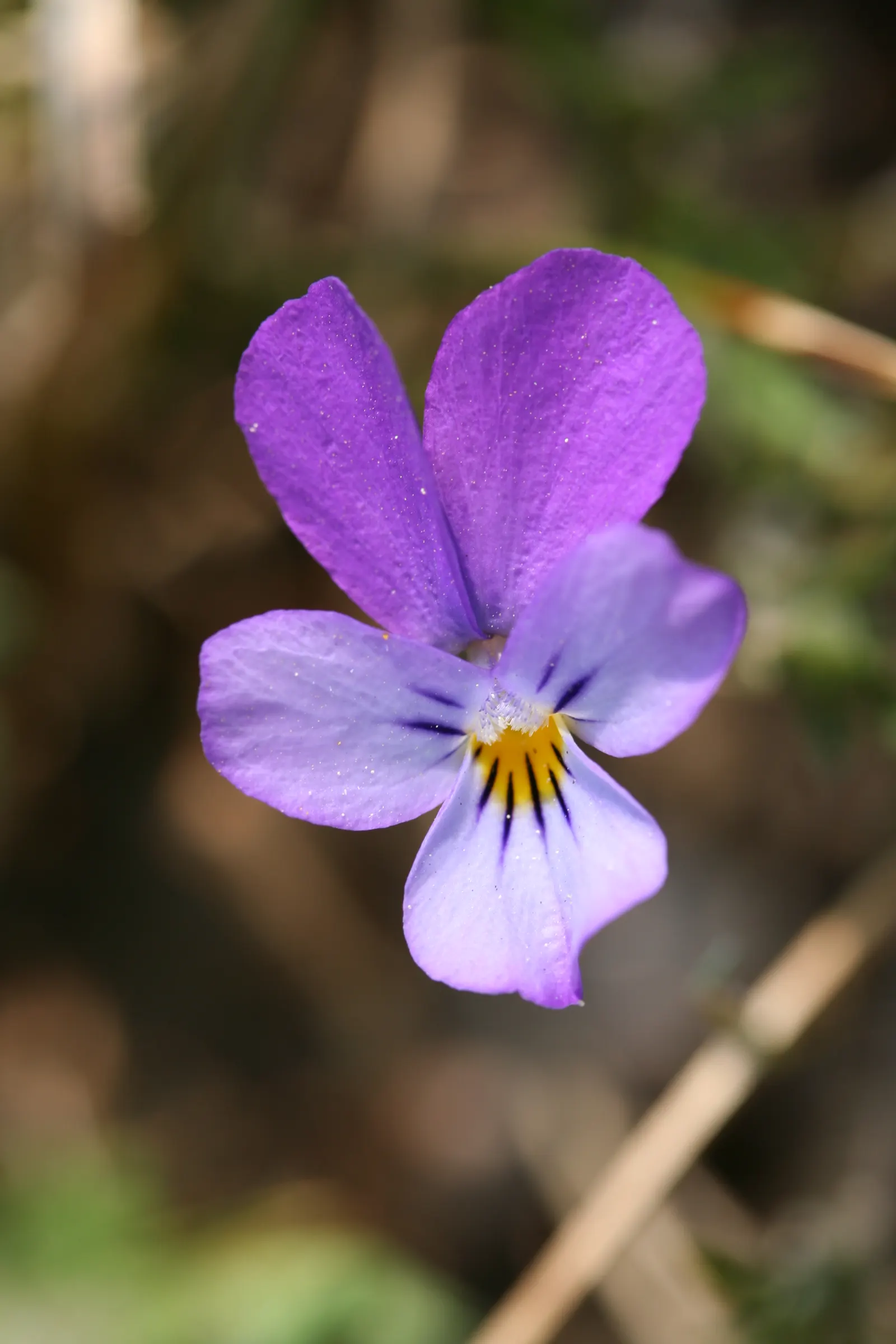 Johnny Jump Up (Viola Tricolor) — the Johnny Jump Up's charming; multi-colored and yellow flowers in the garden, image 93