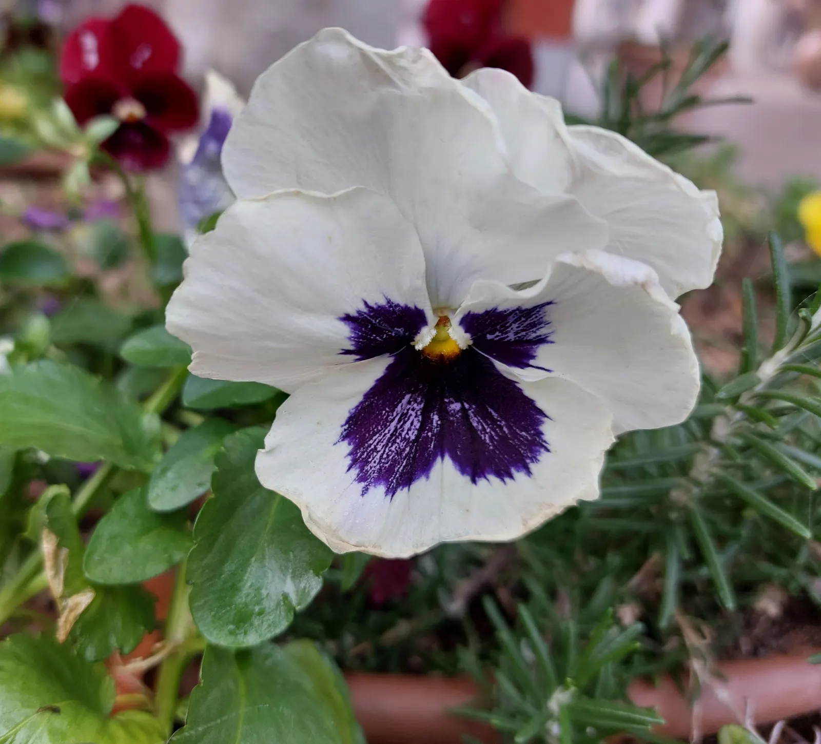 Johnny Jump Up (Viola Tricolor) — making it an excellent choice for edging; but they do enjoy a cooler environment.<br><br>For the client
