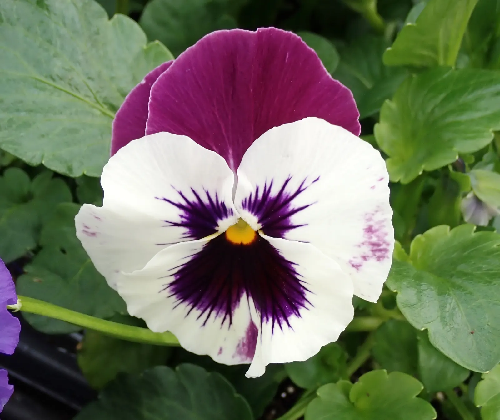 Johnny Jump Up (Viola Tricolor) — and if deadheaded regularly