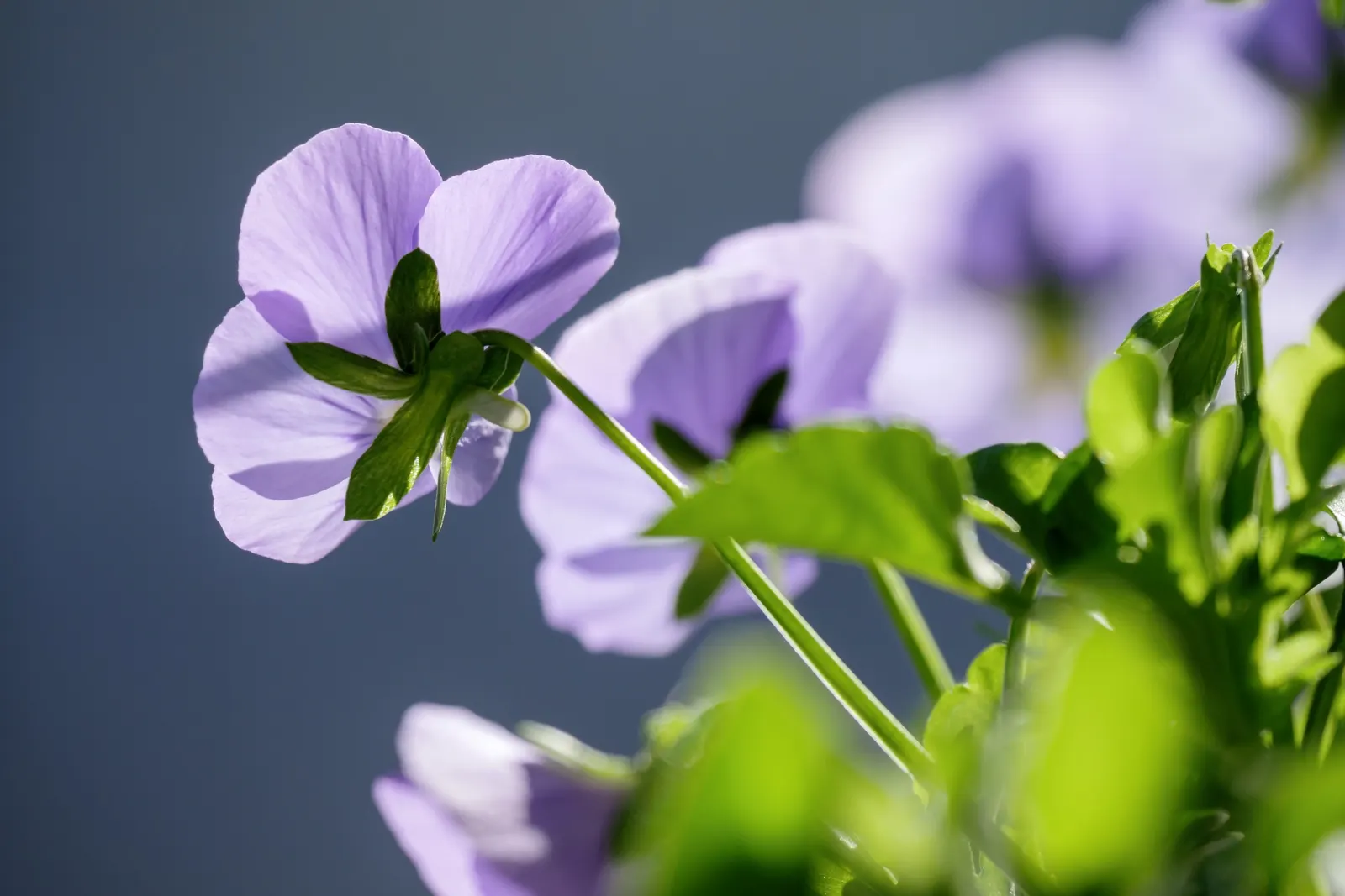 Johnny Jump Up (Viola Tricolor) — tricolor blooms that typically consist of purple