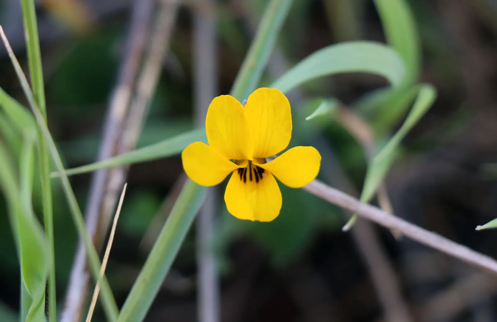 Johnny Jump Up (Viola Tricolor) — the Johnny Jump Up's charming; multi-colored and yellow flowers in the garden, image 118