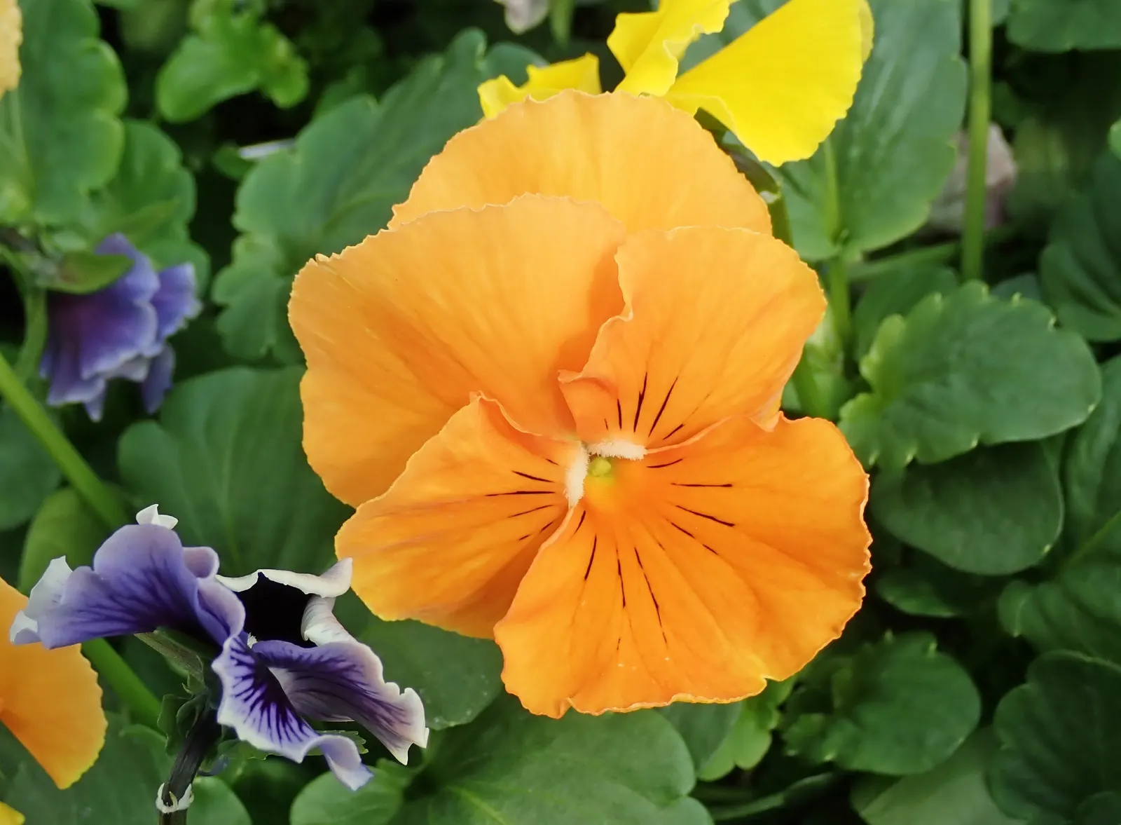 Johnny Jump Up (Viola Tricolor) — It flourishes in full to partial sun and well-drained soil; annual for shade, image 54