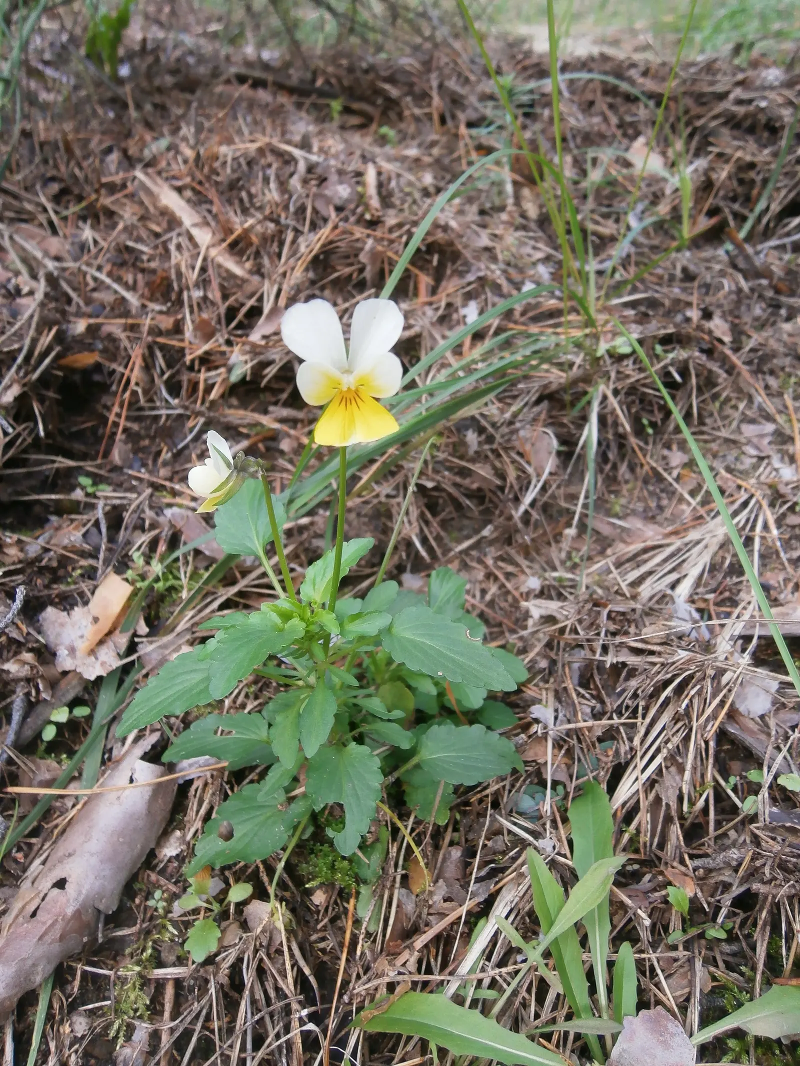 Johnny Jump Up (Viola Tricolor) — that Viola tricolor is known to attract butterflies and bees; colorful appearance and low maintenance, image 146