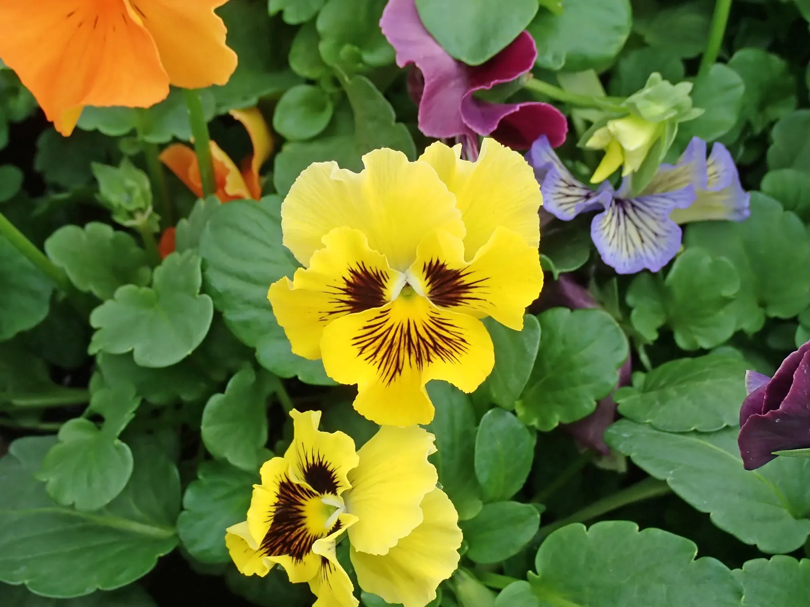 Johnny Jump Up (Viola Tricolor) — it adds a splash of charming; and if deadheaded regularly, image 81