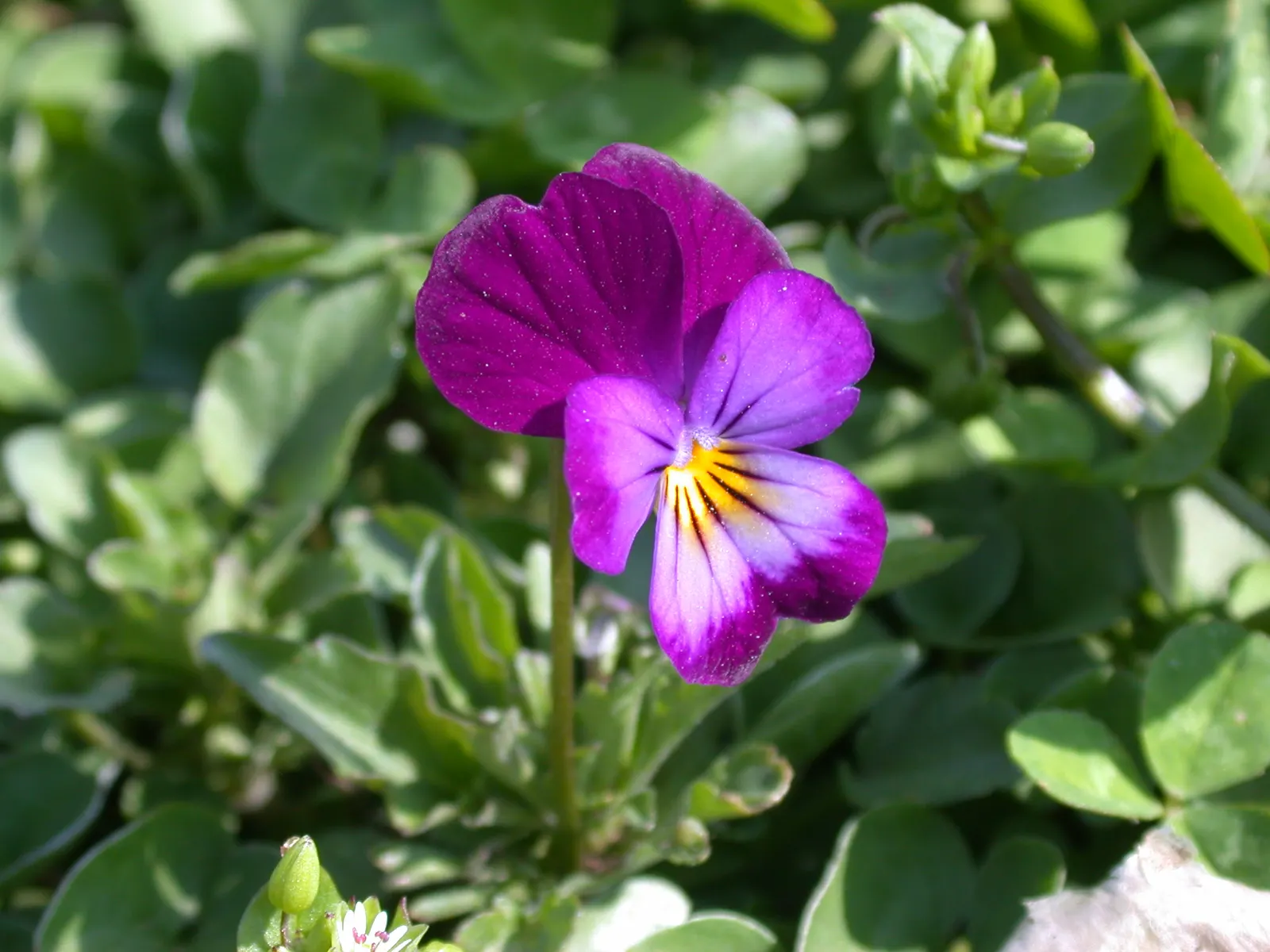 Johnny Jump Up (Viola Tricolor) — and if deadheaded regularly; for those with a penchant for inviting wildlife into their garden, image 89