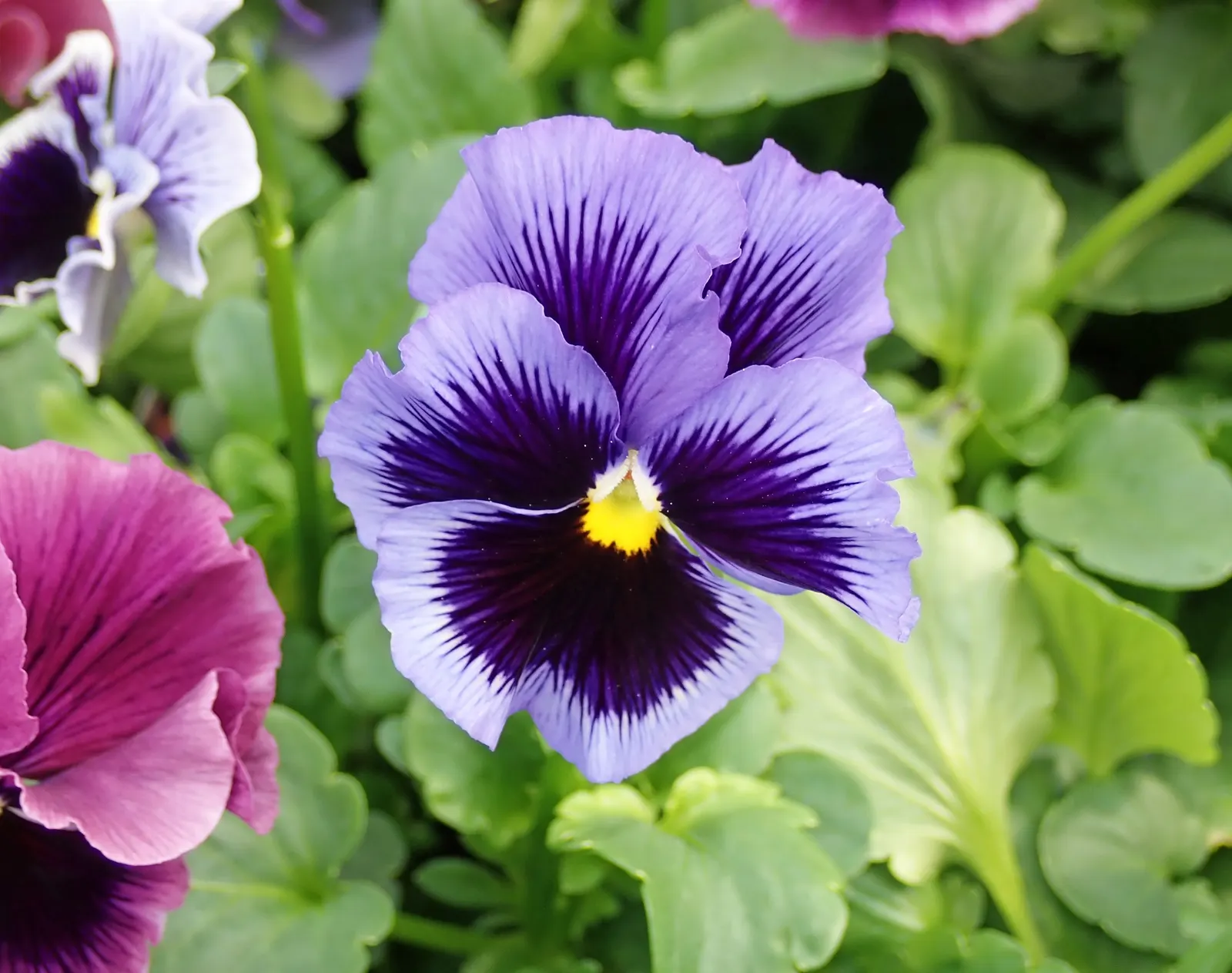 Johnny Jump Up (Viola Tricolor) — it adds a splash of charming; and if deadheaded regularly