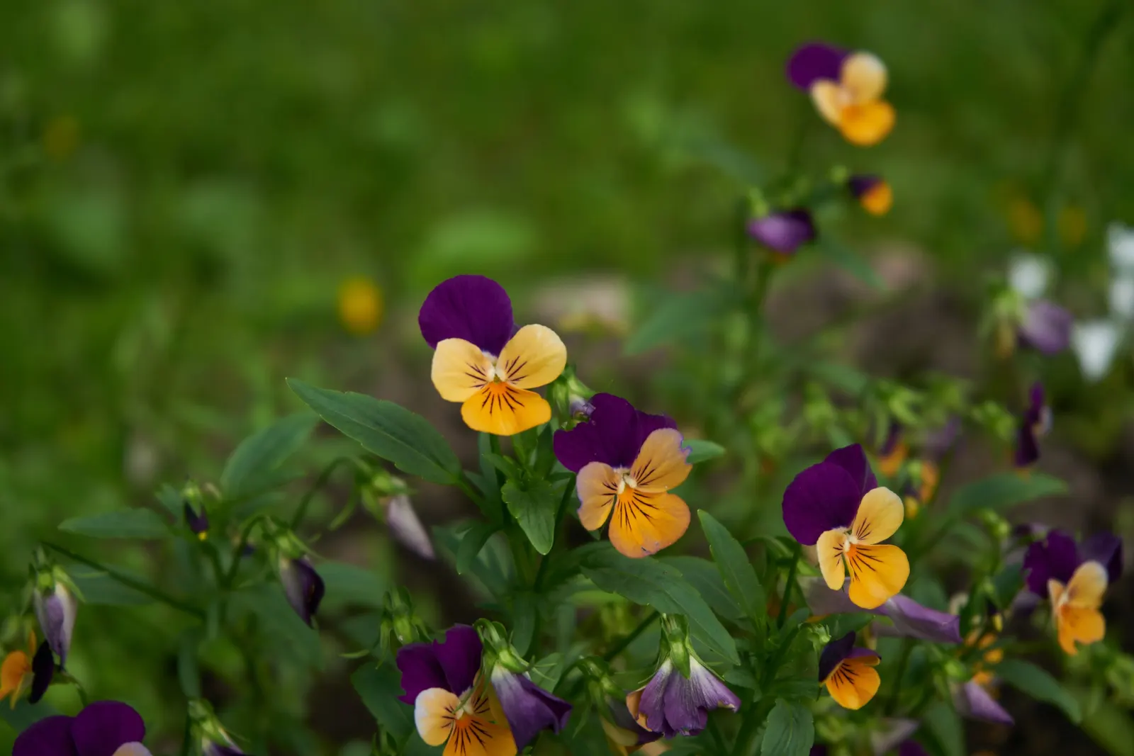 Johnny Jump Up (Viola Tricolor) — annual for shade