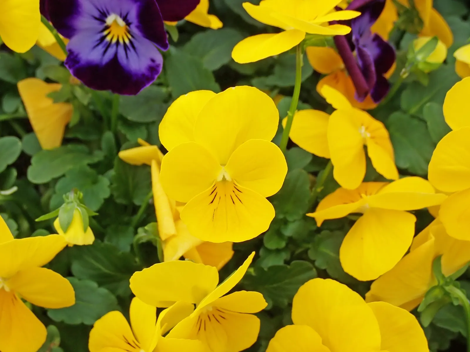 Johnny Jump Up (Viola Tricolor) — colorful appearance and low maintenance requirements make it an alluring addition to their garden; robust and, image 69