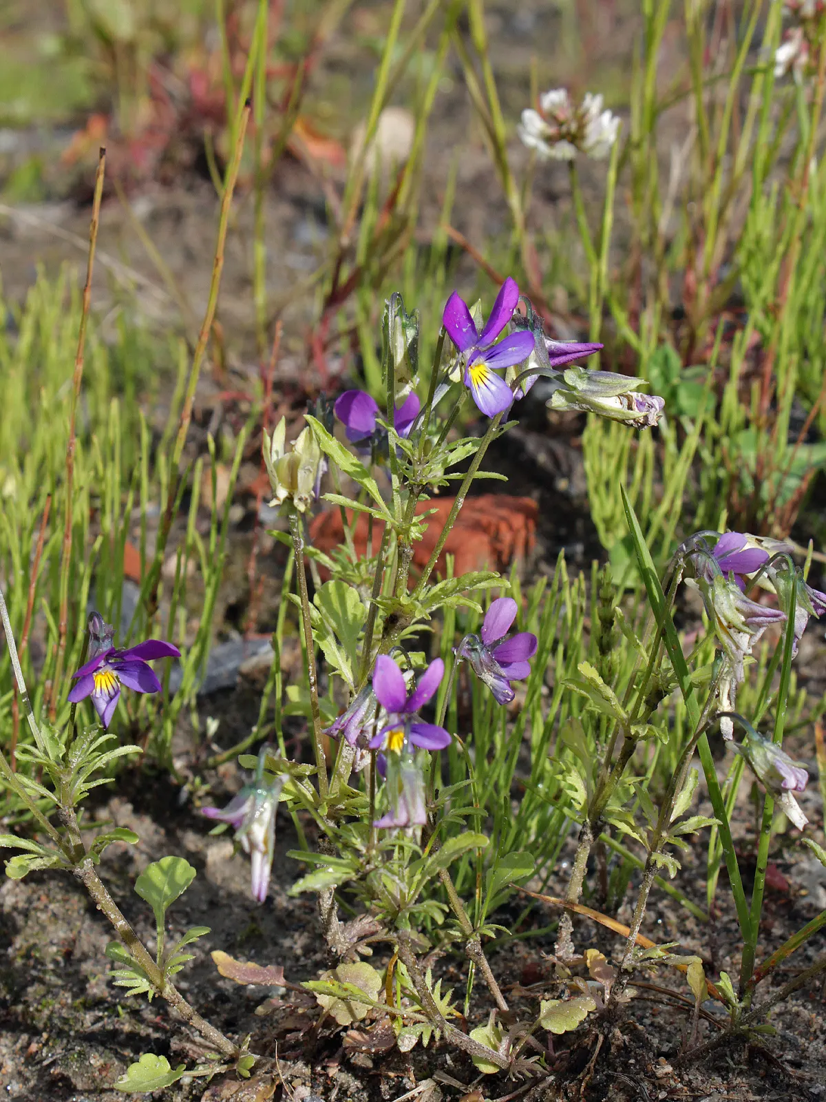 Johnny Jump Up (Viola Tricolor) — It boasts tri-colored, velvety petals in purple, yellow, and white; or for creating a natural, image 102