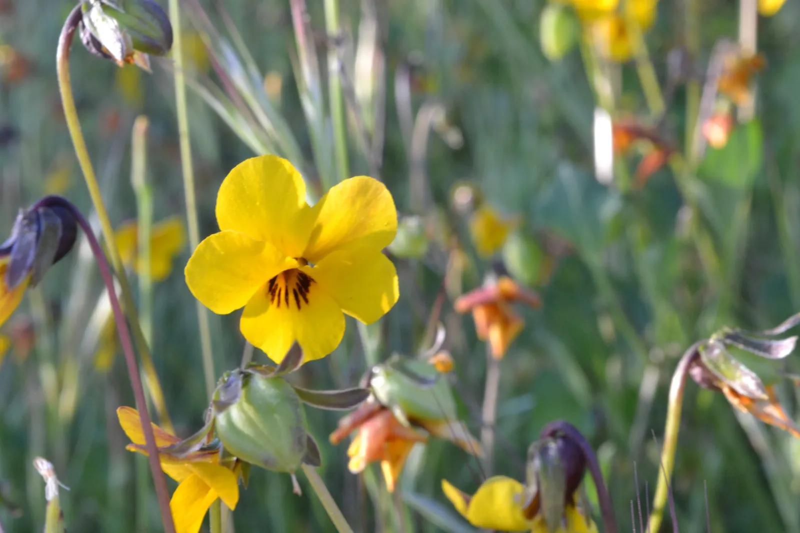 Johnny Jump Up (Viola Tricolor) — or for creating a natural; annual with multi-colored and yellow blooms, image 136