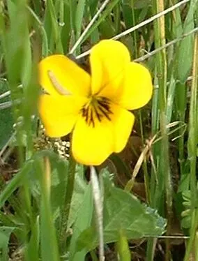 Johnny Jump Up (Viola Tricolor) — Typically, this diminutive flower reaches 4-6 inches in height and spreads 4-8 inches; the Johnny Jump Up's, image 53