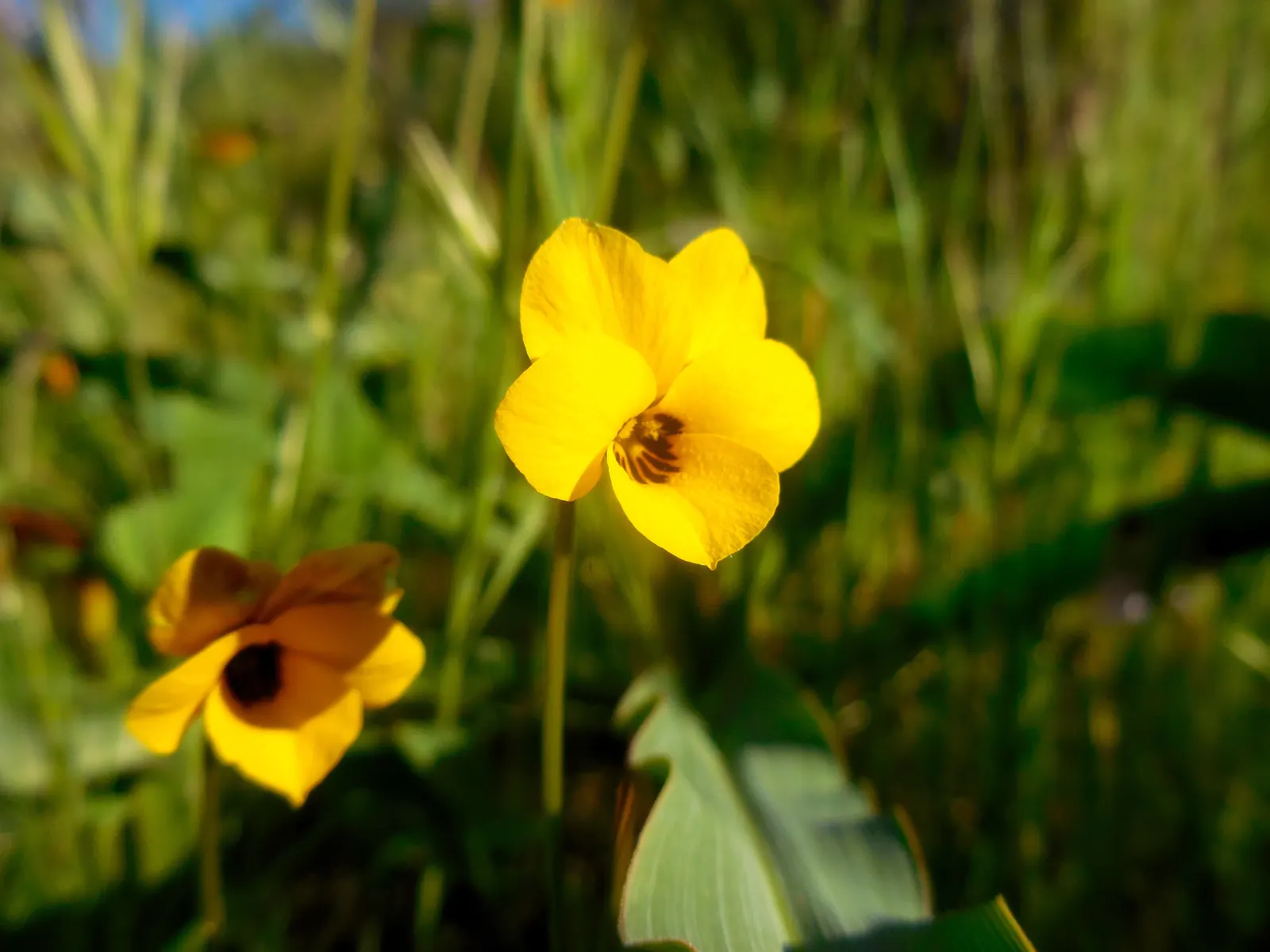 Johnny Jump Up (Viola Tricolor) — whimsical tapestry when interplanted with bulbs or other low-growing perennials; it adds a splash of charming, image 137