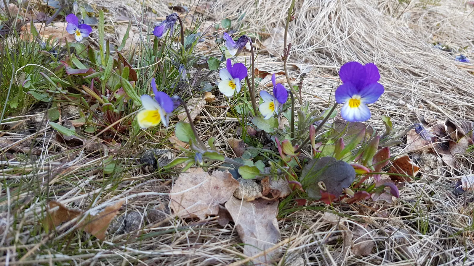 Johnny Jump Up (Viola Tricolor) — that Viola tricolor is known to attract butterflies and bees; colorful appearance and low maintenance, image 121