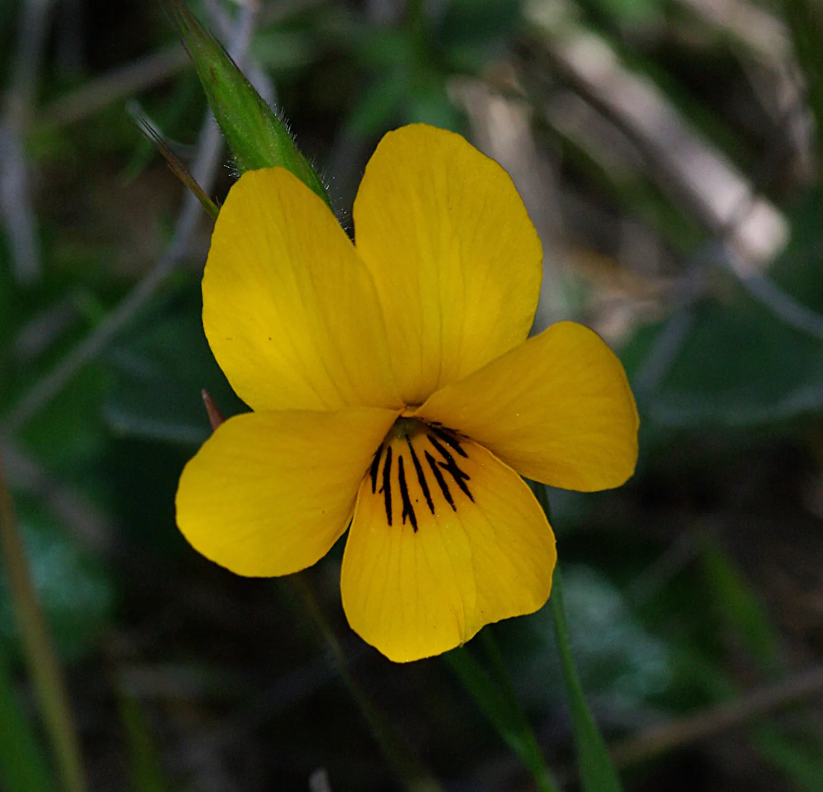 Johnny Jump Up (Viola Tricolor) — It boasts tri-colored, velvety petals in purple, yellow, and white; or for creating a natural, image 127