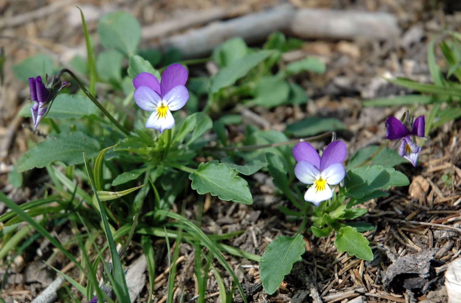 Johnny Jump Up (Viola Tricolor) — adding an extra layer of life and movement to the outdoor space; the Johnny Jump Up (Viola tricolor) is an, image 72