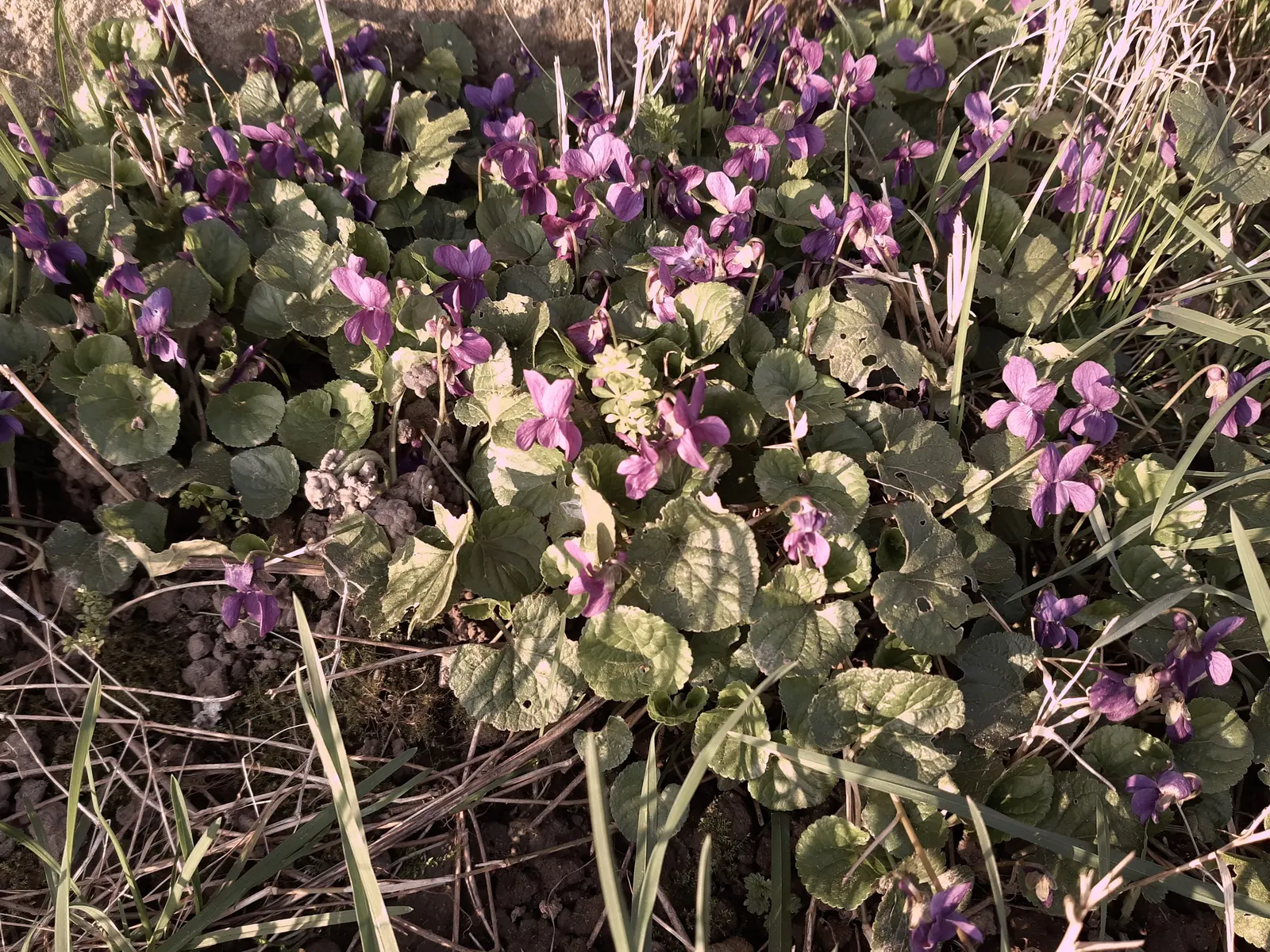 Johnny Jump Up (Viola Tricolor) — is a delightful and hardy perennial; typically, this diminutive flower reaches 4-6 inches in height and spreads 4-8 inches