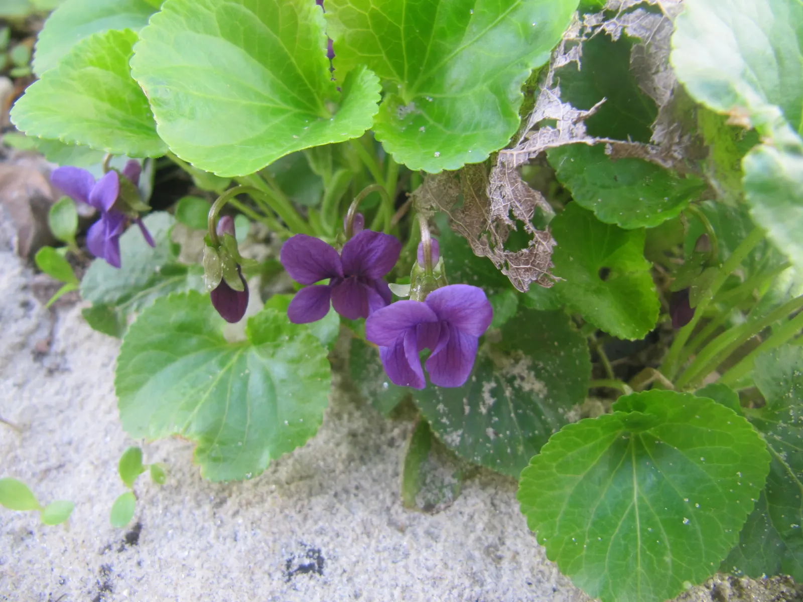 Johnny Jump Up (Viola Tricolor) — annual for shade; adding an extra layer of life and movement to the outdoor space, image 75