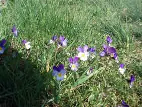 Johnny Jump Up (Viola Tricolor) — Robust and frost-tolerant; long-lasting blooms to borders and containers from spring to frost, image 155