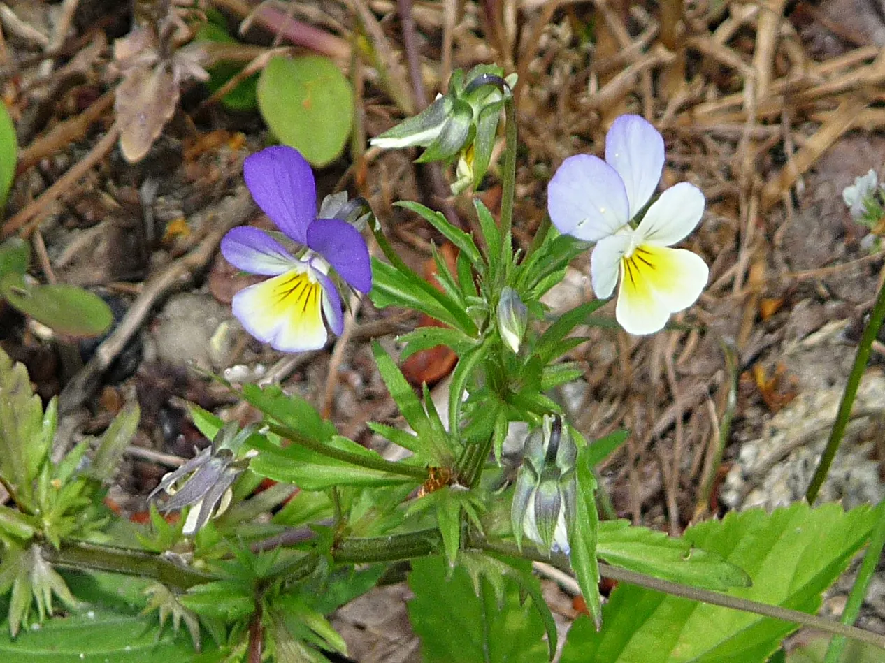 Johnny Jump Up (Viola Tricolor) — making it an excellent choice for edging