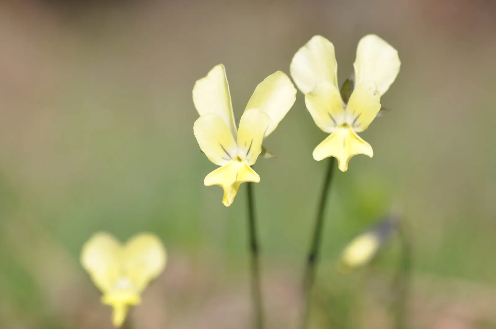 Johnny Jump Up (Viola Tricolor) — it adds a splash of charming