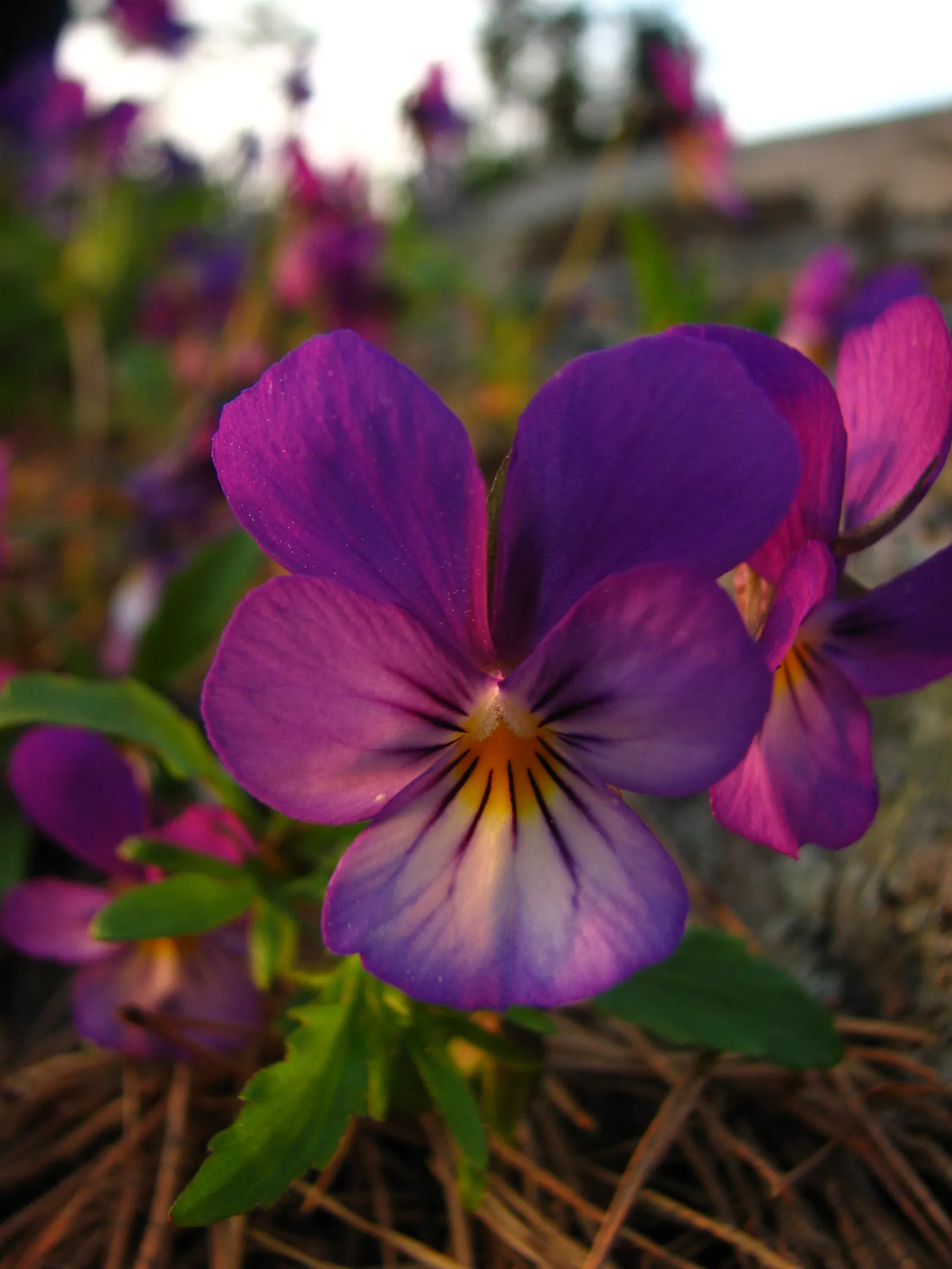 Johnny Jump Up (Viola Tricolor) — and if deadheaded regularly; for those with a penchant for inviting wildlife into their garden, image 114