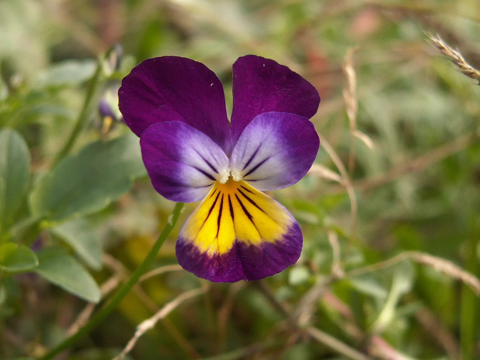 Johnny Jump Up (Viola Tricolor) — or for creating a natural; annual with multi-colored and yellow blooms, image 61