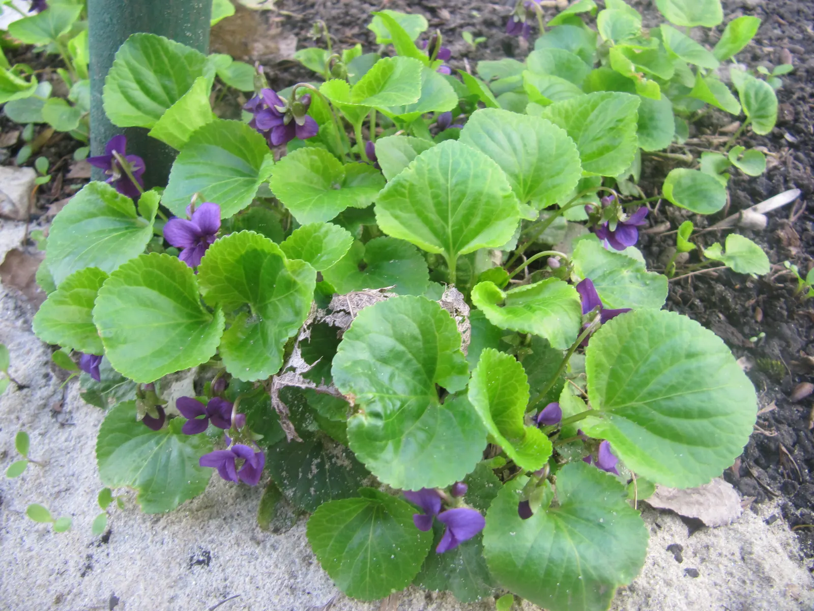 Johnny Jump Up (Viola Tricolor) — that Viola tricolor is known to attract butterflies and bees