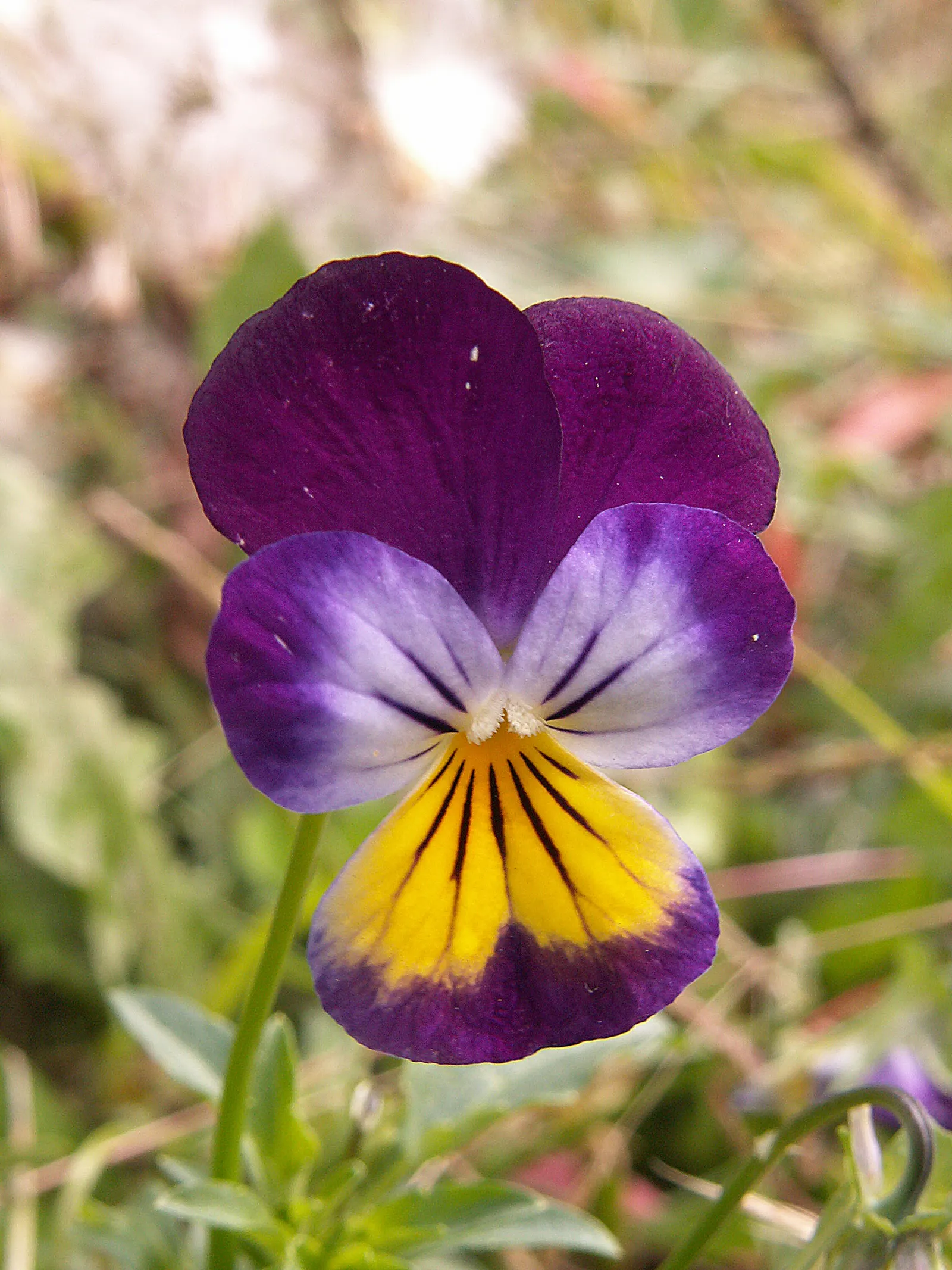 Johnny Jump Up (Viola Tricolor) — annual with multi-colored and yellow blooms; with a USDA hardiness zone range of 4 to 9, image 74