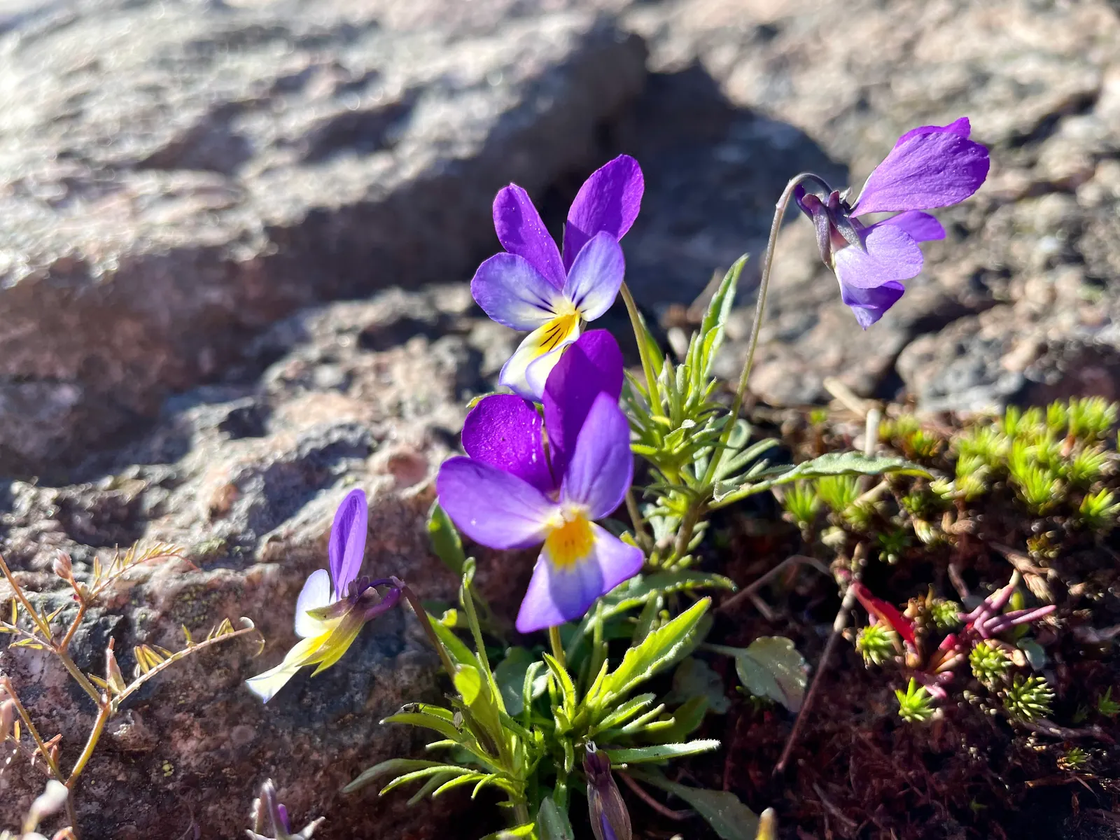 Johnny Jump Up (Viola Tricolor) — is a delightful and hardy perennial; typically, this diminutive flower reaches 4-6 inches in height and spreads, image 158